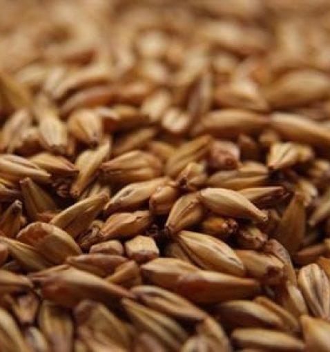 Cara Blond malt (Karamelmalt) 20 EBC