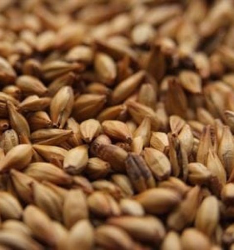 Cara Gold malt (Karamelmalt) 120 EBC