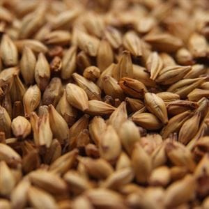 Cata Ruby Cara Ruby malt (Karamelmalt) 50 EBC - Nr. Nissum Håndbryg